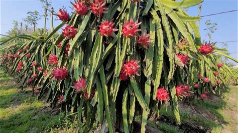 Luar Biasa Buahnya Buah Hasil Melimpah Hari Ke Buah Naga Siap