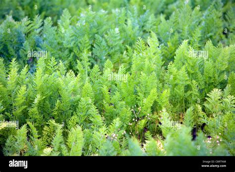 Carrot Crop Growing In Field Stock Photo Alamy