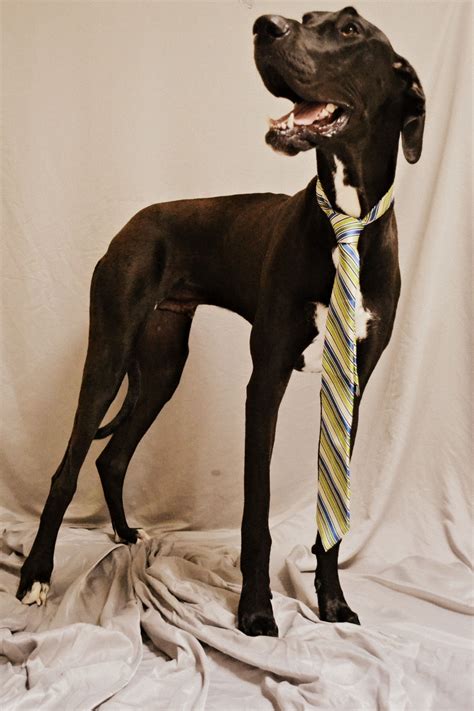 Great Dane First Birthday Dog Dog Birthday Happy Birthday Black