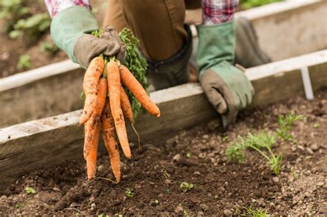 Pros And Cons Of Growing Your Own Fruits And Vegetables