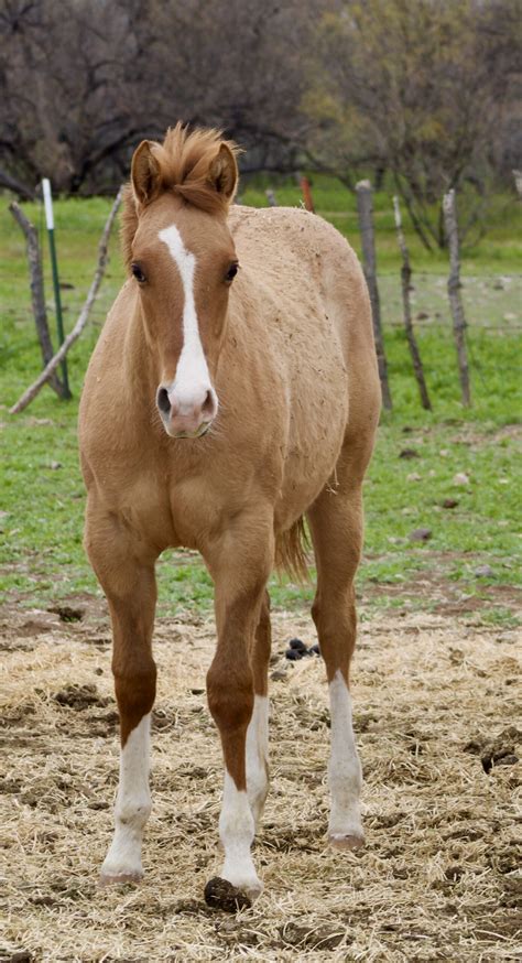 Yearlings For Sale Kt Cattle