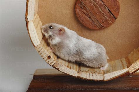 Campbell S Dwarf Hamster Running In Hamster Wheel Stock Photo