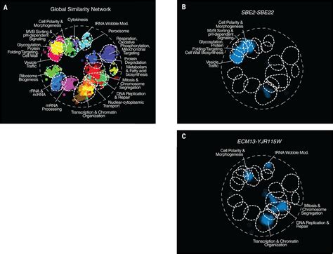 Exploring Whole Genome Duplicate Gene Retention With Complex Genetic