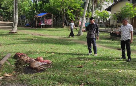 Modus Pencurian Hewan Ternak Di Aceh Besar Lembu Diracun Bagian Tubuh