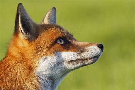 Le Renard Roux Les Jardins De No