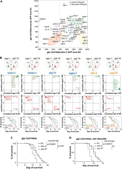 Gene Regulatory Network Inference In Long Lived C Elegans Reveals