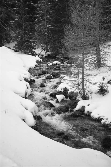 Banco De Imagens Rvore Natureza Floresta Regi O Selvagem Neve