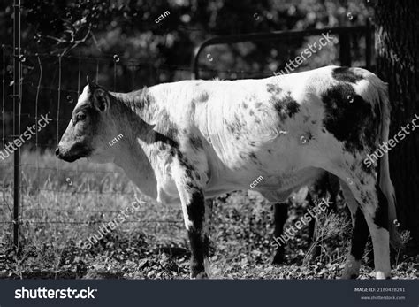 Young Crossbred Beef Cow On Farm Stock Photo 2180428241 Shutterstock