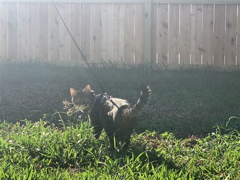 The ever elusive Chuck on a leash. : r/cats