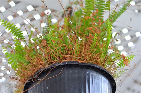 How To Over Winter A Boston Fern Step By Step Guide 2025