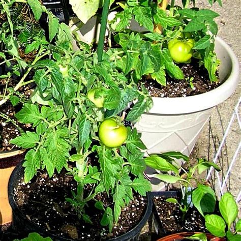 Container Tomato Gardening A Comprehensive Guide Dengarden