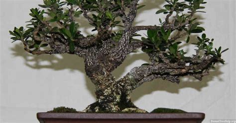 What is a Picea mariana bonsai? – Bonsai Tree Help