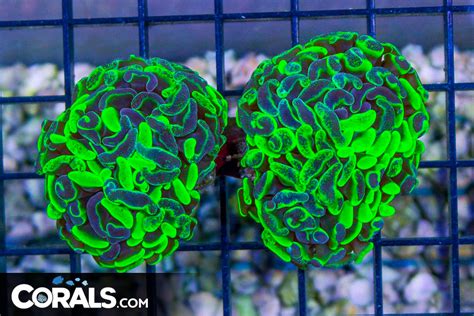 Branching Hammer Australia Neon Toxic Heads Corals