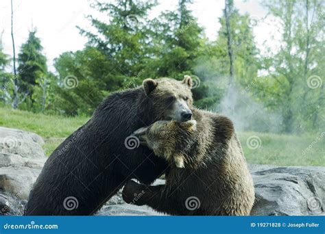 Grizzly (Brown) Bear Fight stock photo. Image of pair - 19271828