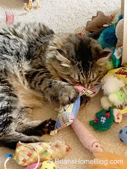 Tabby Tuesday Simon Does A Toy Dump Brian S Home