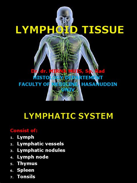 Histology of Lymphoid Organ PDF | PDF | Lymph Node | Lymphatic System