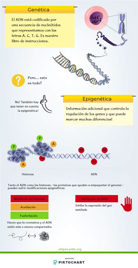 Epigen Tica M S All De Los Genes Ellipse