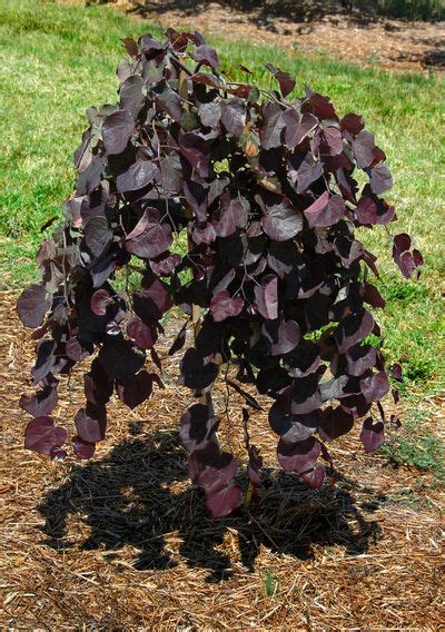 Cercis Cercis Canadensis Ruby Falls Ruby Falls Redbud Pp22097 From