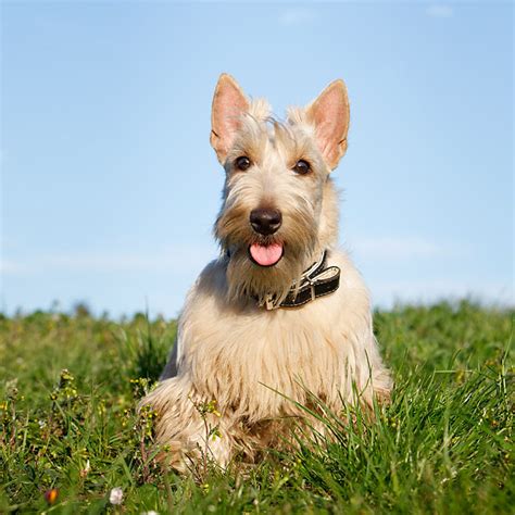 Scottish Animal Stock Photos Kimballstock