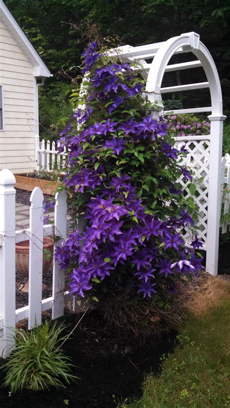 Clematis Great Climbing Vine For Trellis Or Privacy Fence Or Hanging On A Structure On The Deck