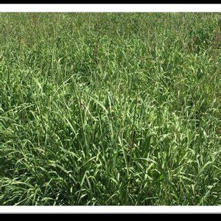 Paspalum dilatatum Poir Bilgin and Tansı 2019 2021 Download