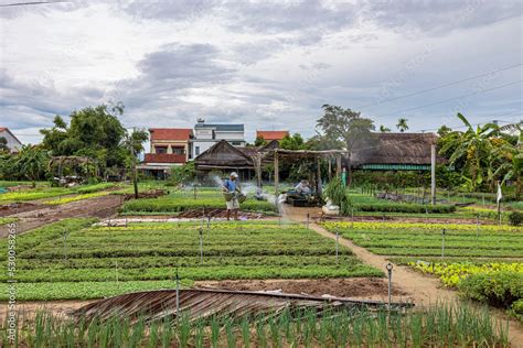 Hoi An Vietnam Tra Que Vegetable Village View Of Hoi An Ancient Town