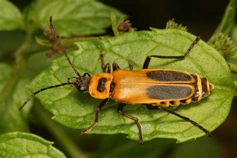 Goldenrod Soldier Beetle: Identification, Life Cycle, Facts & Pictures