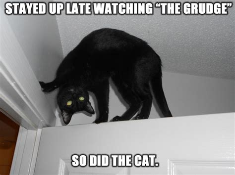 Grudge Kitteh Meme Guy