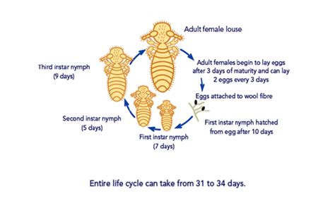 Louse Life Cycle