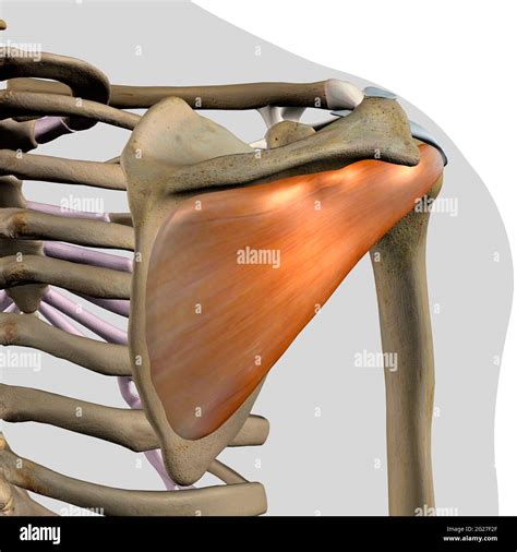 Rendu D Du Muscle Infraspinatus En Vue Post Rieure Sur L Anatomie Du