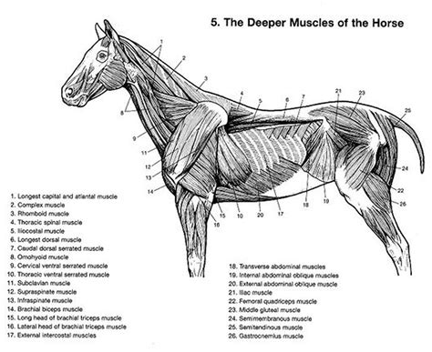 A Case Study Utilizing Myofascial Release Acupressure And Trigger