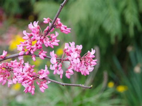 Cercis Canadensis Tennessee Pink Eastern Redbud Flickr