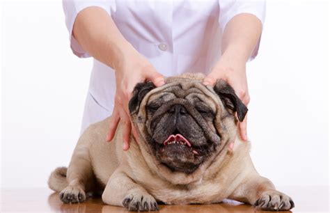 Chiropractic Care Dr Elizabeth Engel Woofinwaggle Raleigh Dogs