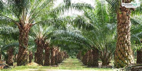 Kegunaan Daun Pokok Kelapa Sawit Andrew Ellison