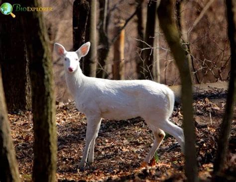 Albino Deer | Rare White Deer | Fun Facts | BioExplorer