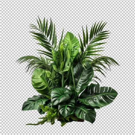 Premium PSD Monstera Deliciosa Tropical Leaf Isolated