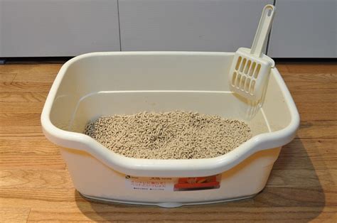 Help My Cat Won T Use The Litter Box HubPages