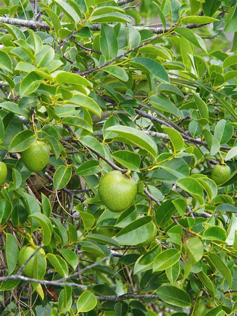 Pond Apple Tree (annona glabra) – Real Tropicals