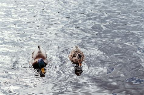 Los Patos Salvajes Nadan En El Lago Foto Premium