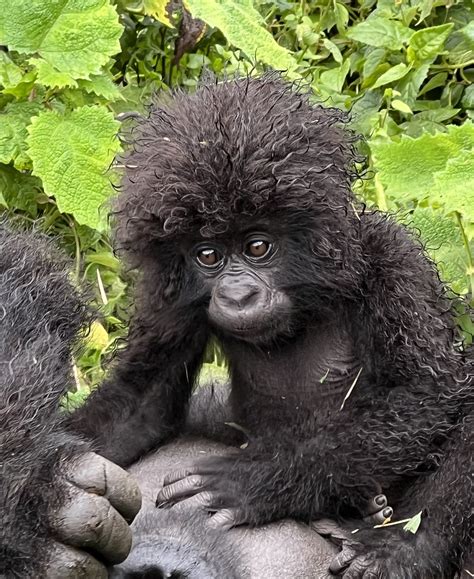 Trekking With Gorillas In Rwanda Journeys Around The World