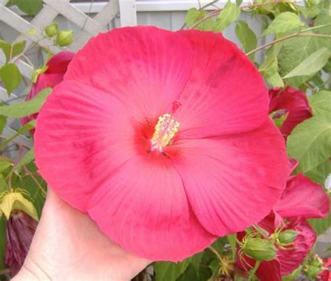 Dinner Plate Hibiscus