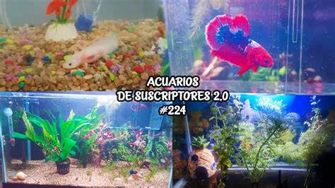 ACUARIOS DE SUSCRIPTORES 2 0 224 AJOLOTE PEZ BETTA PLANTADOS