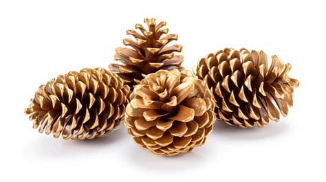 Watercolor Pine Cone Watercolor Cone Isolated Png Transparent Image