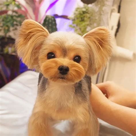 60 Best Yorkie Haircuts for Males and Females | Page 4 of 13 | The Paws