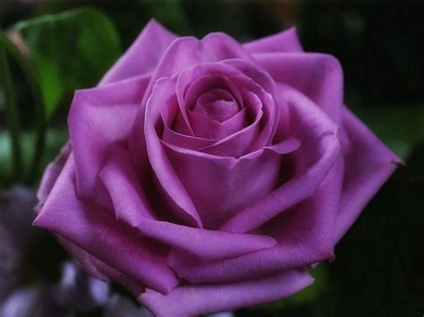 Beautiful Purple Rose Flower Rose Beautiful Hd Wallpaper Pxfuel