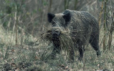 Wildschwein Steckbrief