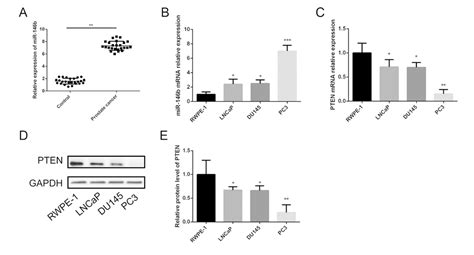 Mir B Inhibits Autophagy In Prostate Cancer By Targeting The Pten