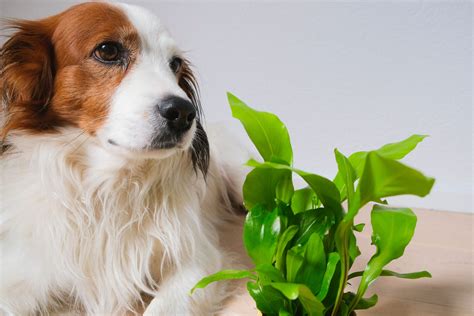 Harmful Outdoor Plants for Dogs - Tusco Products