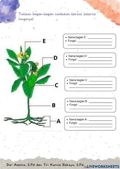 1347249 Lkpd Ipa Bagian Bagian Tumbuhan Dan Fungsinya