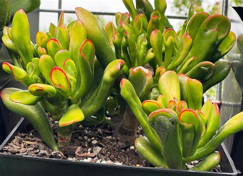 Crassula Ovata Red Coral Succulent Cuttings Etsy Australia